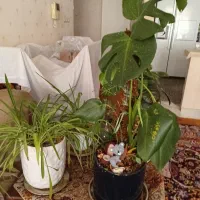 گل طبیعی و گلدان سفالی|گل و گیاه طبیعی|قم, عمار یاسر|دیوار