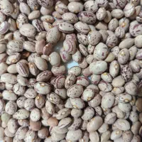 لوبیا چیتی محلی سرحد