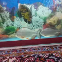 ماهی گوشتخوار بزرگ