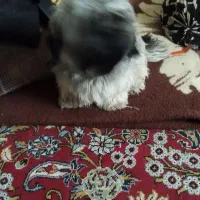 نر یک ساله|سگ|گرگان, |دیوار