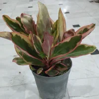 گل کالانکوئه.پپرومیا قطره باران. بلک گلد.درختچه|گل و گیاه طبیعی|قم, علی آباد سعدگان|دیوار