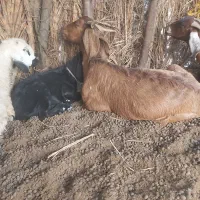 بزو کهره ماده|حیوانات مزرعه|اسماعیلی, |دیوار