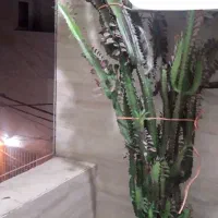 گل طبیعی افوربیا|گل و گیاه طبیعی|رشت, یخسازی|دیوار