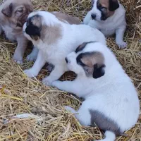 سگ سرابی|سگ|قصابه, |دیوار