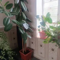 چند عددگل طبیعی حراج به علت کمبود جا