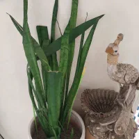 گل بنجمی|گل و گیاه طبیعی|رباط‌کریم, رباط‌کریم|دیوار