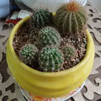 گل کاکتوس سالم