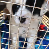 پامر|سگ|تبریز, |دیوار