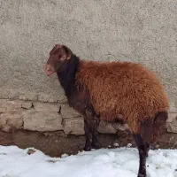 قوچ قزل دوساله|حیوانات مزرعه|سارال, |دیوار