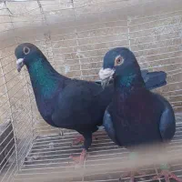 زاغ آلمانی نر هوایی قور قوری|پرنده|تربتحیدریه, مظفریه|دیوار