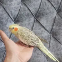 عروس هلندی|پرنده|محمدیه-قزوین, |دیوار