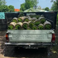 توم نشا برنج هاشمی ماشینی و دستی ، با جو اصلاح شده