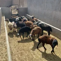 بره داشتی جفتی ۶۰ کیلو