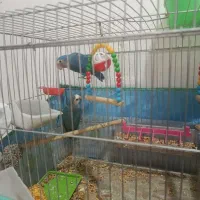 حراج طوطی برزیلی