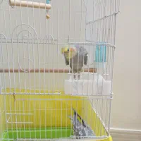 عروس هلندی دستی