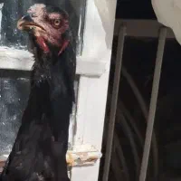 ۴مرغ لاری درجه یک