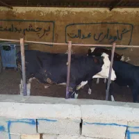 6راس نر سمینتال