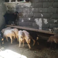 بره بزغاله