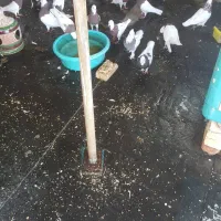 کفتر قوطی|پرنده|قرچک, مهدیه|دیوار