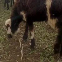 میش قوچ بر بره