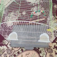 قفس عروس هلندی