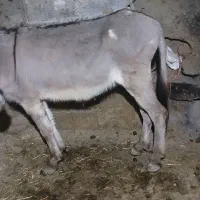 خر گله ای بز میش