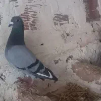 کفتر دوبر|پرنده|اردبیل, |دیوار