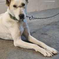 ماده خراسانی|سگ|مشهد, امیریه|دیوار