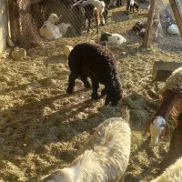 فروش کهره،بز،بره|حیوانات مزرعه|شیراز, میانرود|دیوار