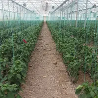 نیرو کار خانم در گلخانه