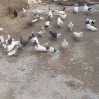 کبوتر
