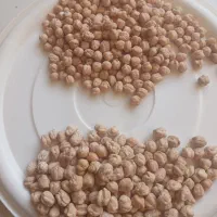 نخود درشت ایرانی لوبیا قرمز