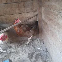 مرغ وخروس|حیوانات مزرعه|کنارک, |دیوار