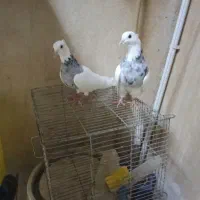 طوقی الماسی
