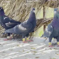 کبوترسرک سیاه همگی نر