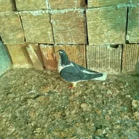 کفتر|پرنده|شیروان (خراسان), |دیوار