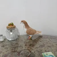 ساده زرد مهر