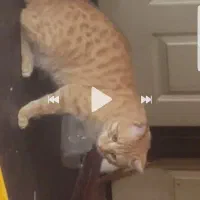 گربه ی توپولی زرد تو اطراف خ صدوقی و اینا کم|حیوانات|ارومیه, |دیوار