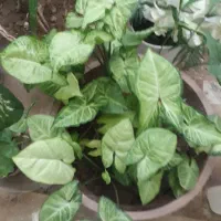 گل وگیاه طبیعی|گل و گیاه طبیعی|شیراز, تل حسین‌آباد|دیوار