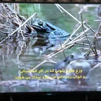 تلوزیون ال ای دی ۵۵اینچ سونی اصل مالزی