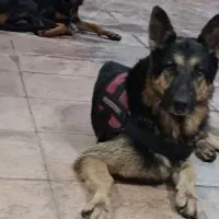 ژرمن گمشده|سگ|اهواز, کوروش|دیوار