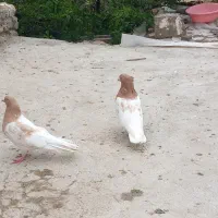 کبوتر