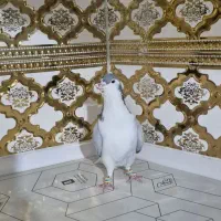 کبوتر بدرنگ .دمگیر|پرنده|شاهین‌شهر, گزبرخوار|دیوار