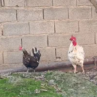 جوجه گلین|حیوانات مزرعه|زرگرشهر, |دیوار