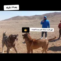 سگ سرابی واگذاری|سگ|زنجان, |دیوار