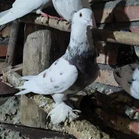 کبوتر زینتی پا پر کاکلی نر