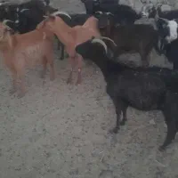 فروش فوری بز بومی.|حیوانات مزرعه|اردکان, |دیوار