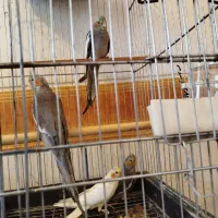 جوجه عروس هلندی