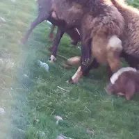 قوچ|حیوانات مزرعه|شاهیوند, |دیوار