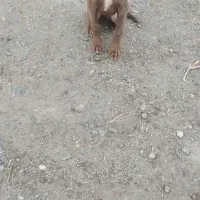 توله پیتبول گم شده|سگ|مشگین شهر, |دیوار